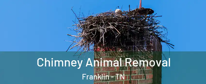 Chimney Animal Removal Franklin - TN