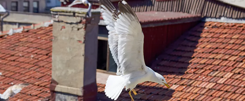 Residential Chimney Animal Removal Solution in Franklin, TN