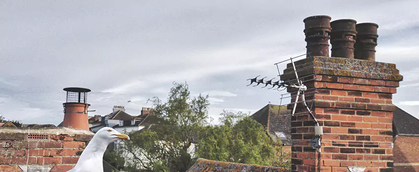 Chimney Cleaning And Restoration in Franklin, Tennessee